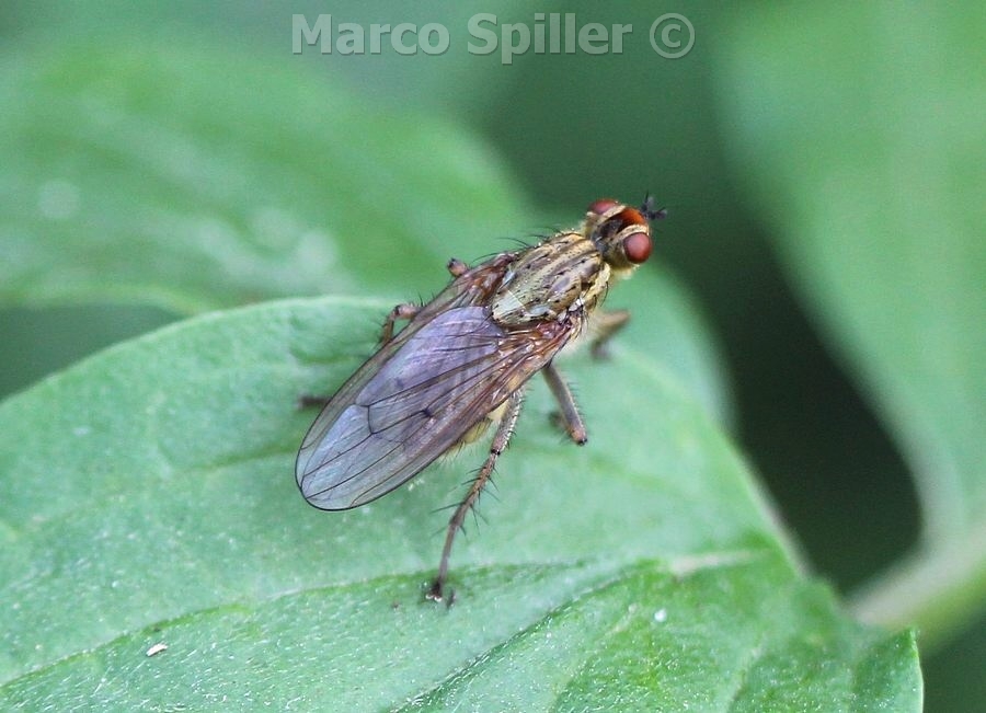 Scatophaga stercoraria